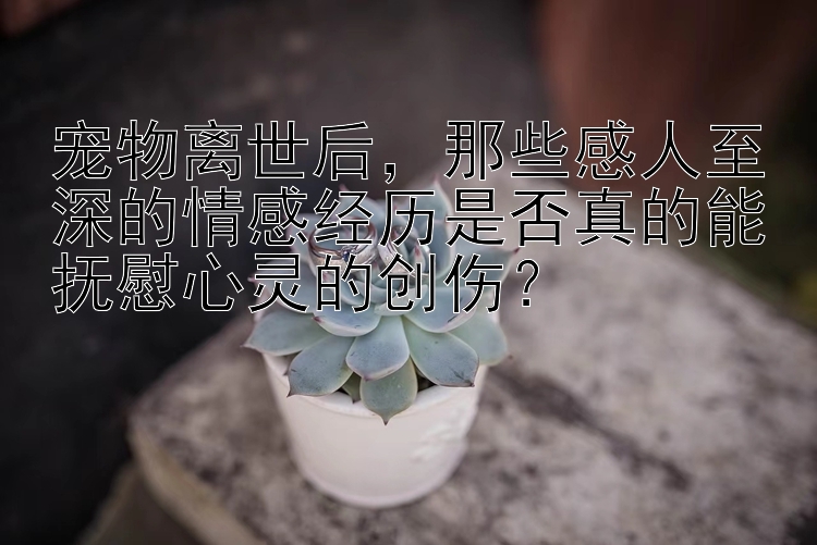 宠物离世后，那些感人至深的情感经历是否真的能抚慰心灵的创伤？